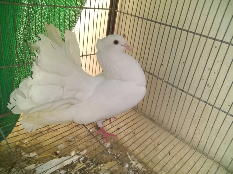 Laka pigeon price 2500 6