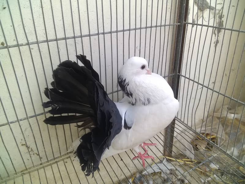 Laka pigeon price 2500 7