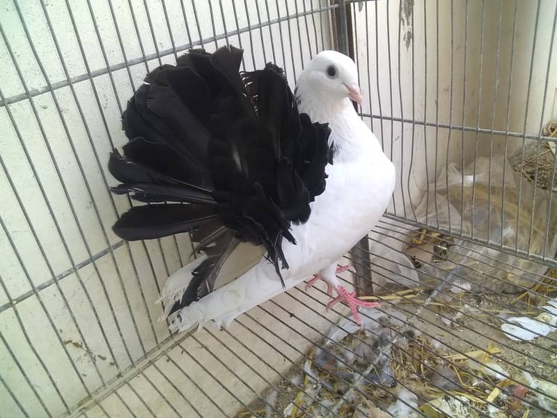 Laka pigeon price 2500 8