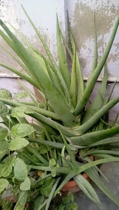 Aloevera plant( 20 year old plant)