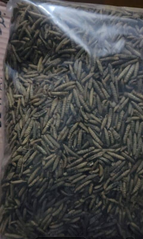 crispy Quality Dried larvae avialable 0