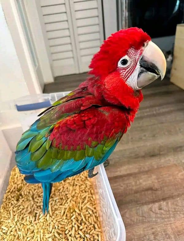 Rad macaw parrot chips for sale 03234929839 1