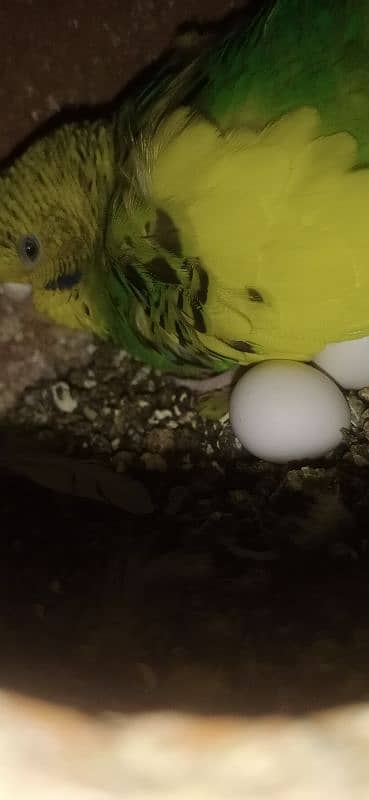 Australian breeder pair with egg 1