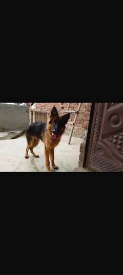 German Shepherd male black and ten ready for new home