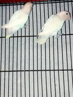 Albino black eyes pair