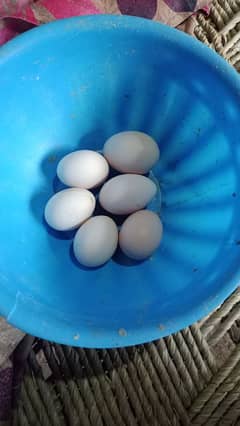 Desi and fertile eggs دیسی انڈے گھر کے