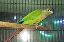 Green Conure Male (with DNA)