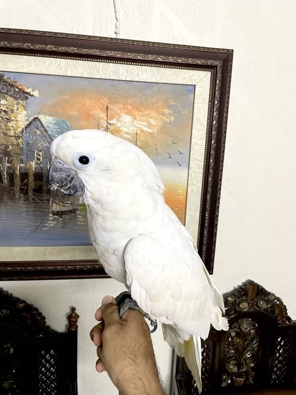 UMBRELLA COCKATOO 0