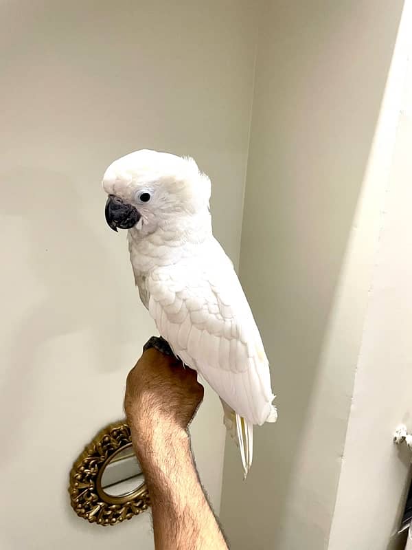 UMBRELLA COCKATOO 3