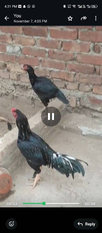 Lasani Aseel Beautiful Bird Age 1,5 Colour Black Contact 03065655979 0