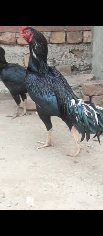 Lasani Aseel Beautiful Bird Age 1,5 Colour Black Contact 03065655979 3