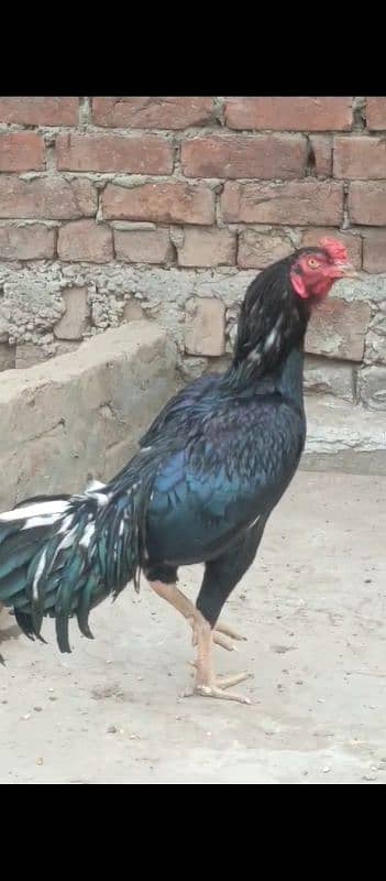 Lasani Aseel Beautiful Bird Age 1,5 Colour Black Contact 03065655979 5