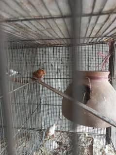 Active & Healthy Home-Bred Finches for Sale!