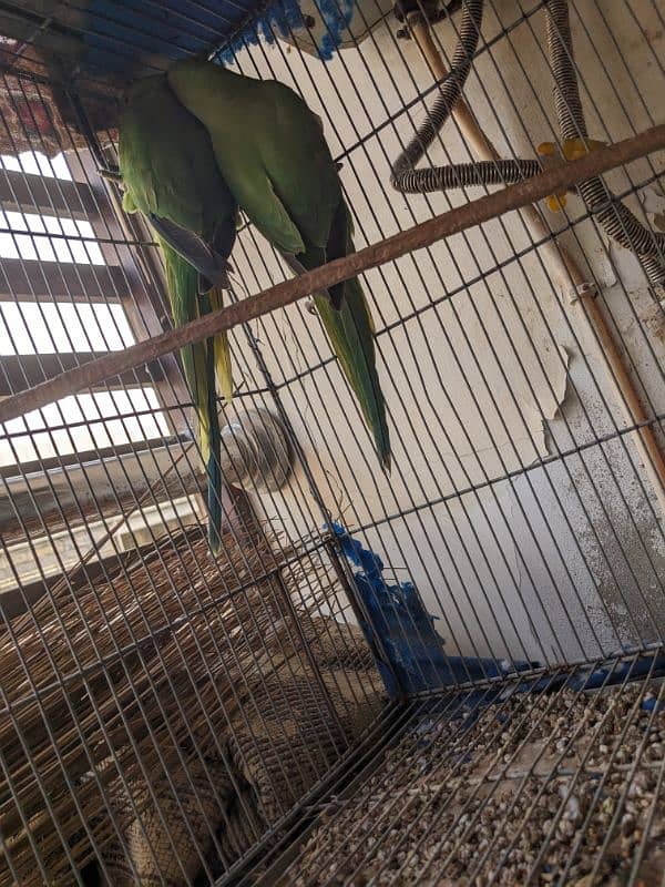 green parrot breeder females Whatsapp{03222694451) 0