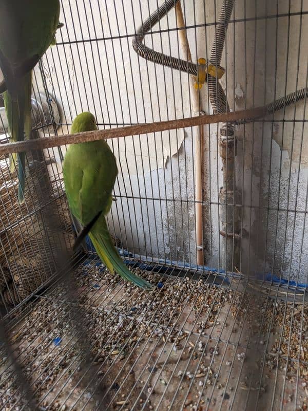 green parrot breeder females Whatsapp{03222694451) 1