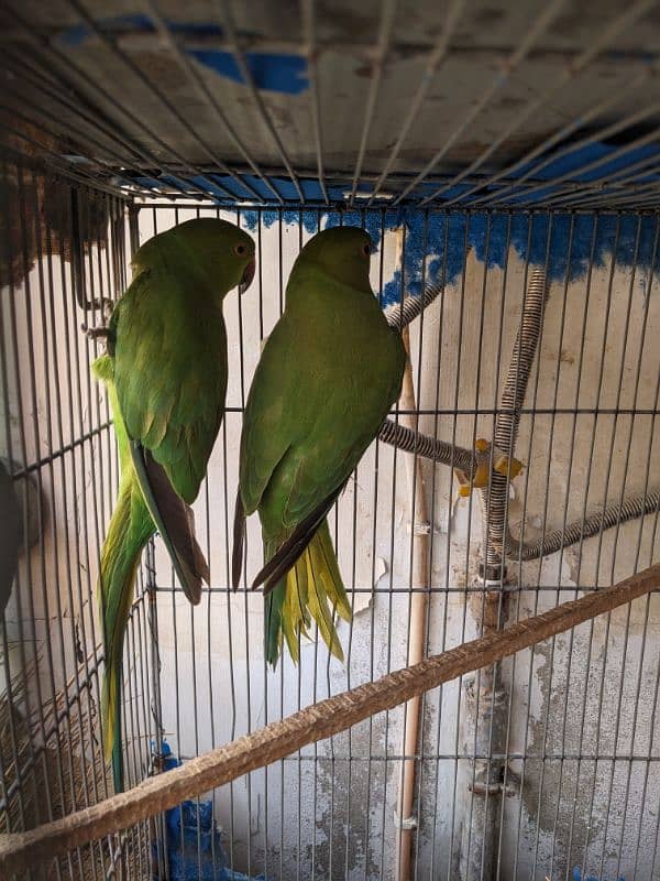 green parrot breeder females Whatsapp{03222694451) 2