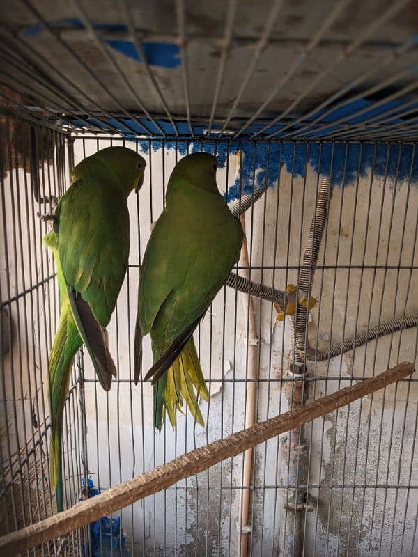 green parrot breeder females Whatsapp{03222694451) 3