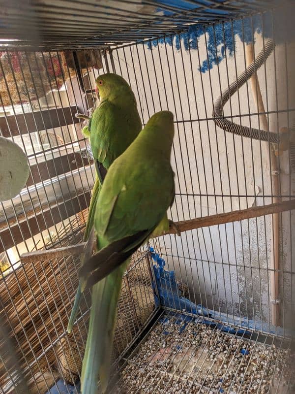 green parrot breeder females Whatsapp{03222694451) 4