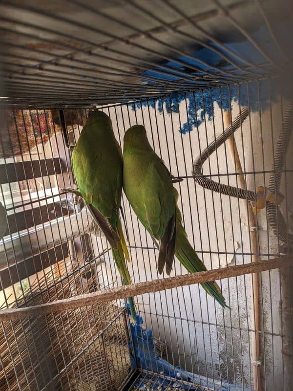 green parrot breeder females Whatsapp{03222694451) 5