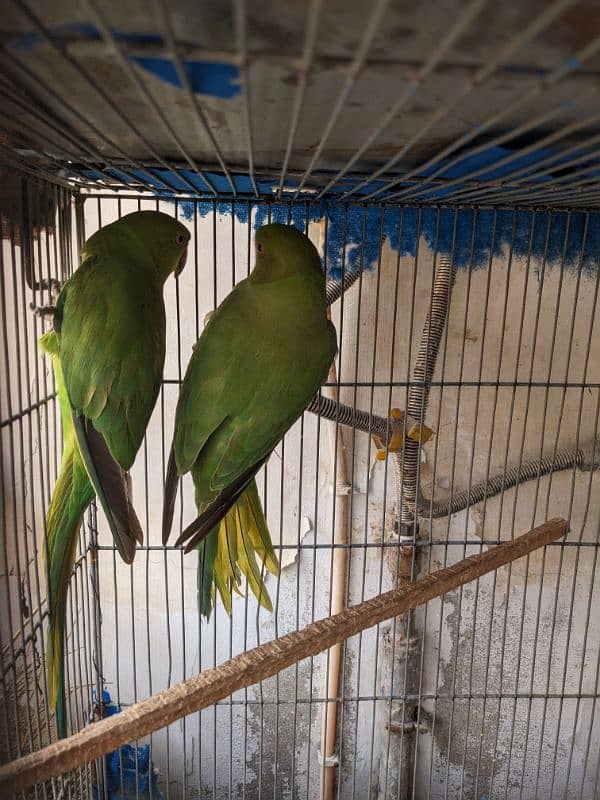 green parrot breeder females Whatsapp{03222694451) 6