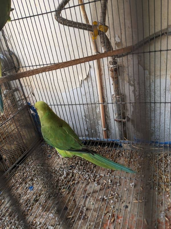 green parrot breeder females Whatsapp{03222694451) 7