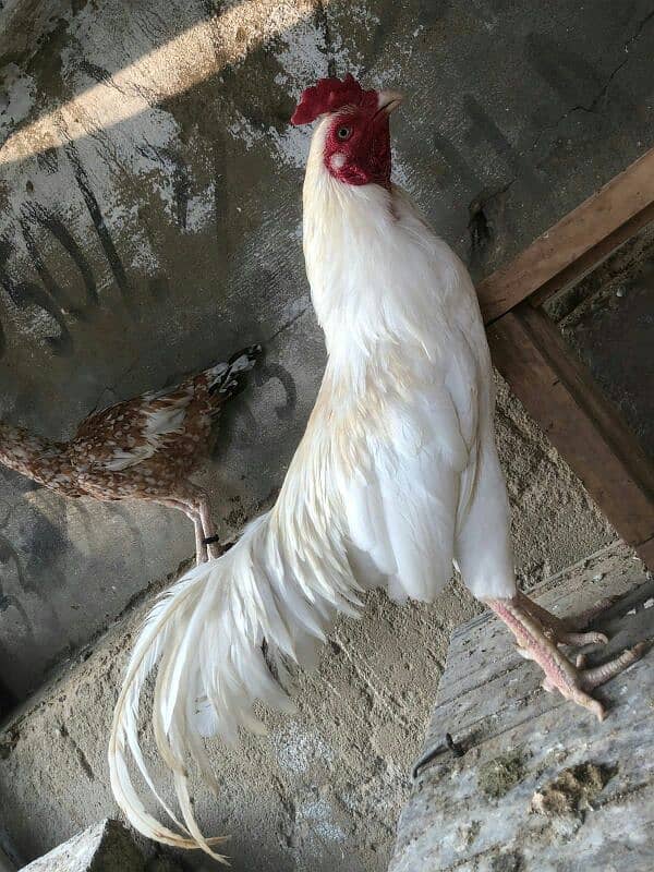 aseel heera breeder 2 year age 2