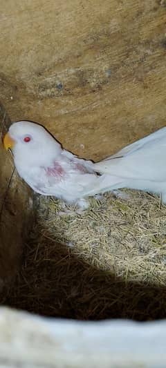 Albino red eyes x Albino split ino pair with one chik red eyes