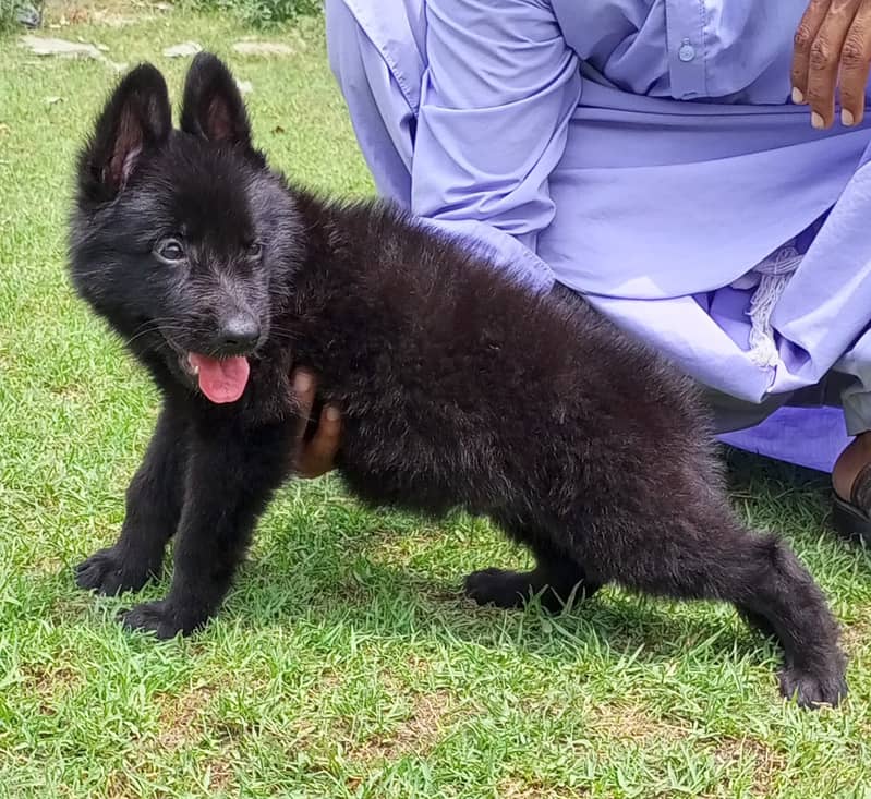 black German Shepherd long coat pair 0