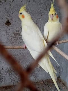 cockatiel