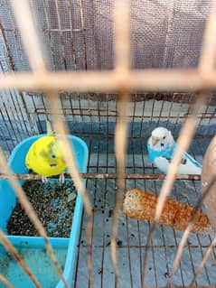 budgie pair for sale