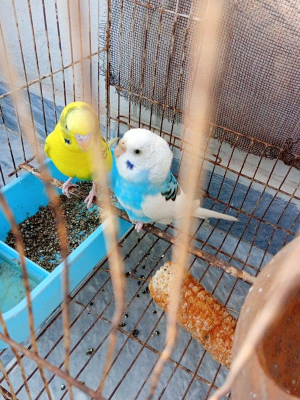 budgie pair for sale 1