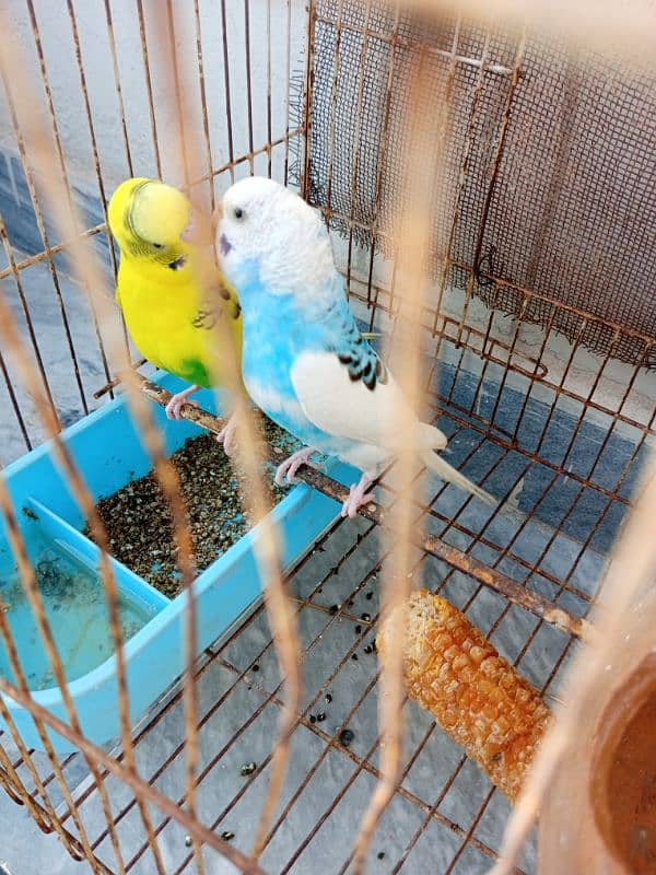 budgie pair for sale 2