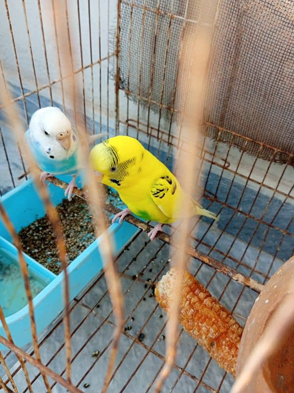 budgie pair for sale 4