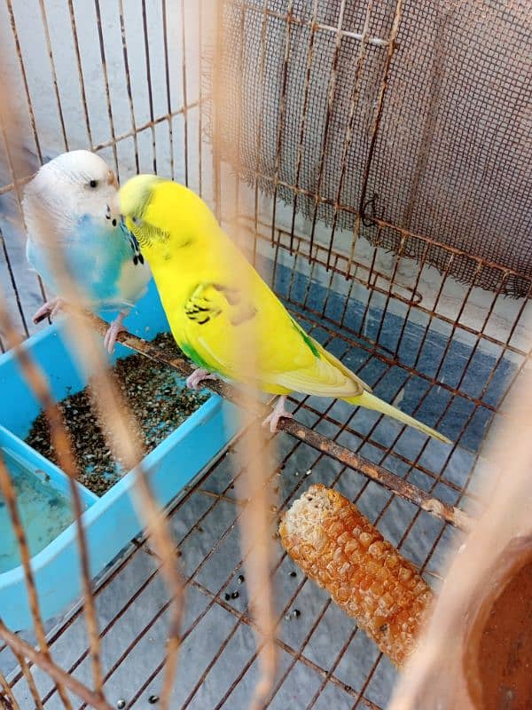 budgie pair for sale 5