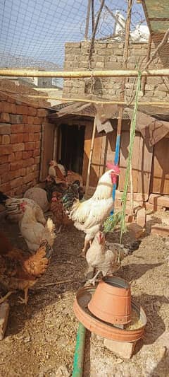 | Golden  Misri | Hens | Murgiya | مرغیاں | Chicks for | eggs laying