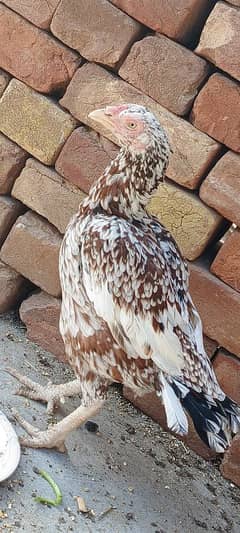 | Golden  Misri | Hens | Murgiya | مرغیاں | Chicks for | eggs laying