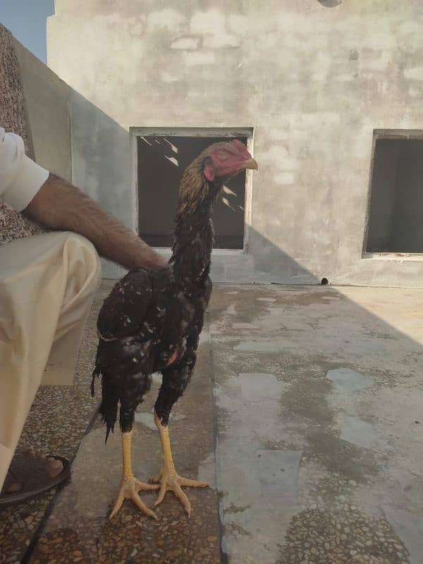 | Golden  Misri | Hens | Murgiya | مرغیاں | Chicks for | eggs laying 2