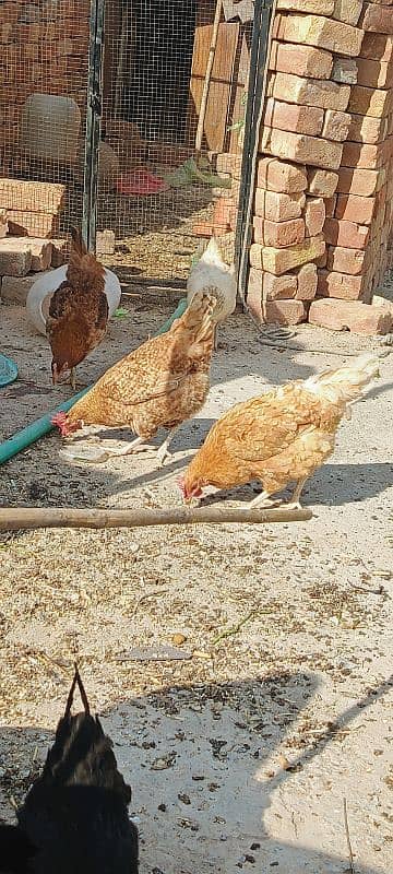 | Golden  Misri | Hens | Murgiya | مرغیاں | Chicks for | eggs laying 3