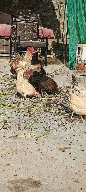 | Golden  Misri | Hens | Murgiya | مرغیاں | Chicks for | eggs laying 4