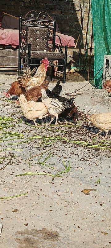 | Golden  Misri | Hens | Murgiya | مرغیاں | Chicks for | eggs laying 5