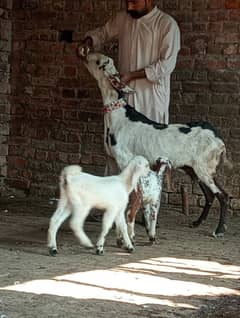 Desi Bakri 2 Nar bachon Kay sath