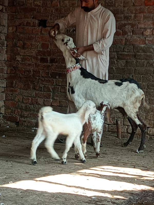 Desi Bakri 2 Nar bachon Kay sath 0