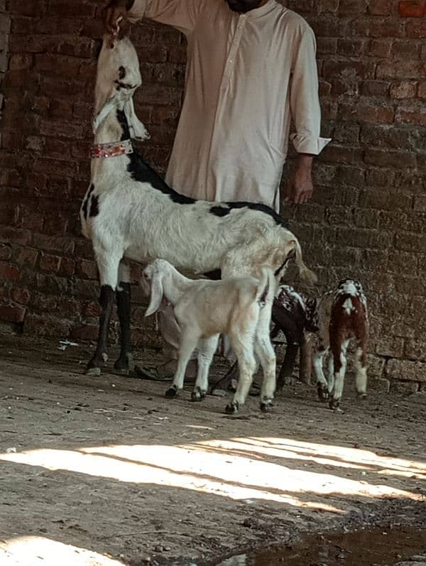 Desi Bakri 2 Nar bachon Kay sath 1