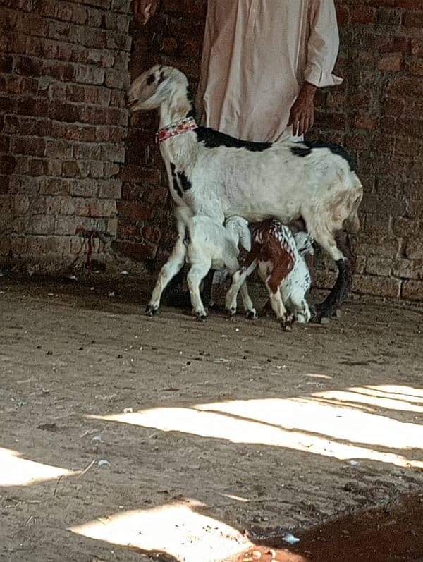 Desi Bakri 2 Nar bachon Kay sath 4