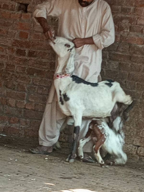 Desi Bakri 2 Nar bachon Kay sath 6