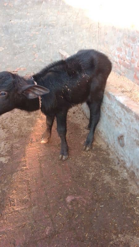 buffalo nelum   pahlan 0