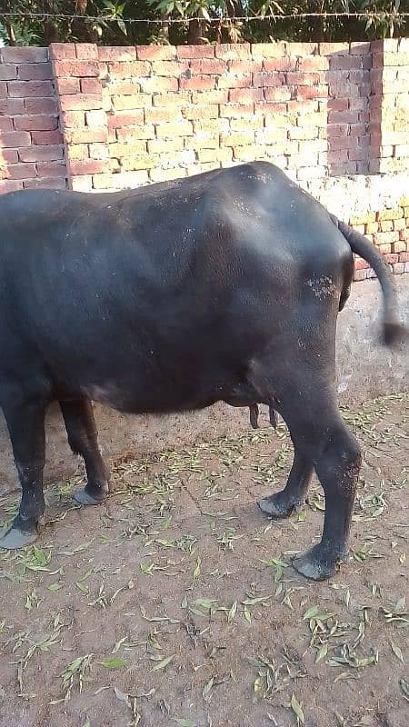 buffalo nelum   pahlan 6