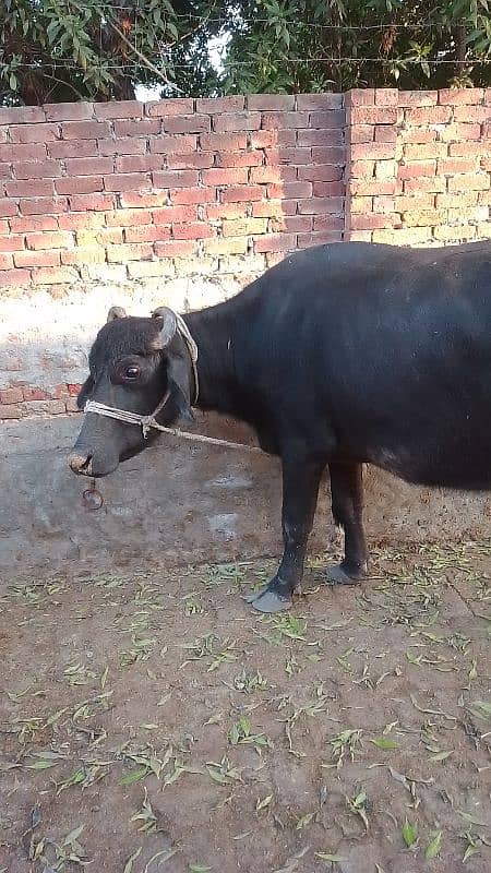 buffalo nelum   pahlan 7