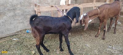 Goats(3) for Sale