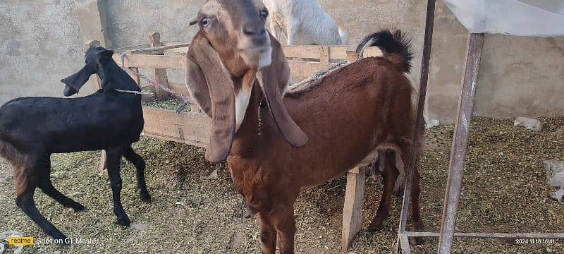 Goats(3) for Sale 4